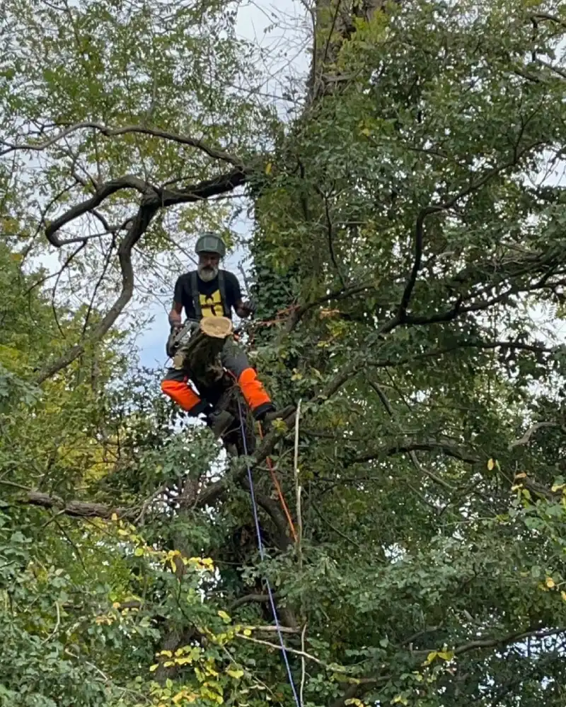 Homme coupant des branches d'arbre en hauteur